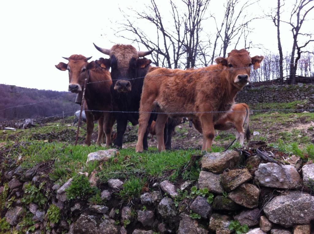 Casa Rural Sierra De Tormantos Guijo de Santa Bárbara Zewnętrze zdjęcie